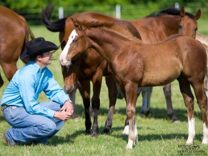 Clinton Anderson Performance Horses
