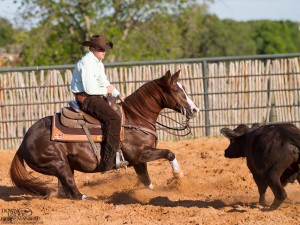 Clinton Anderson Performance Horses