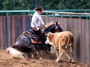 Clinton Anderson Performance Horses