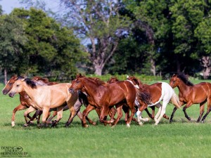 Clinton Anderson Performance Horses