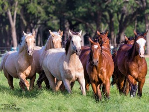 Clinton Anderson Performance Horses