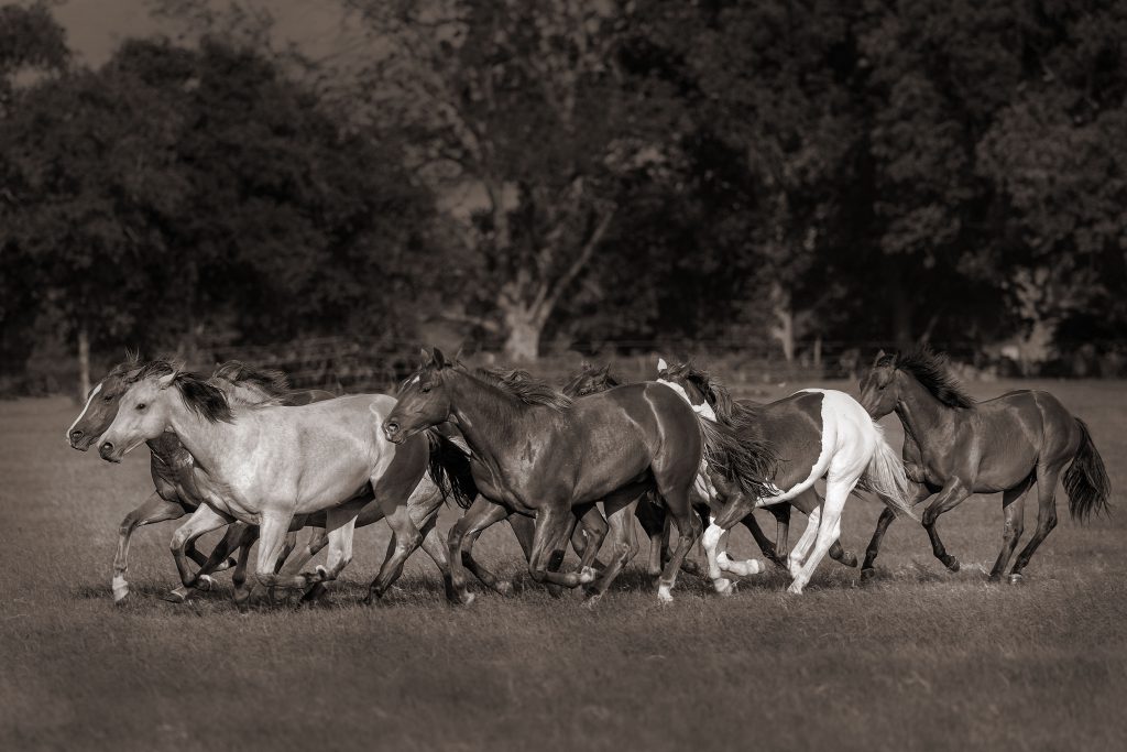 140630_Anderson_1895_technique